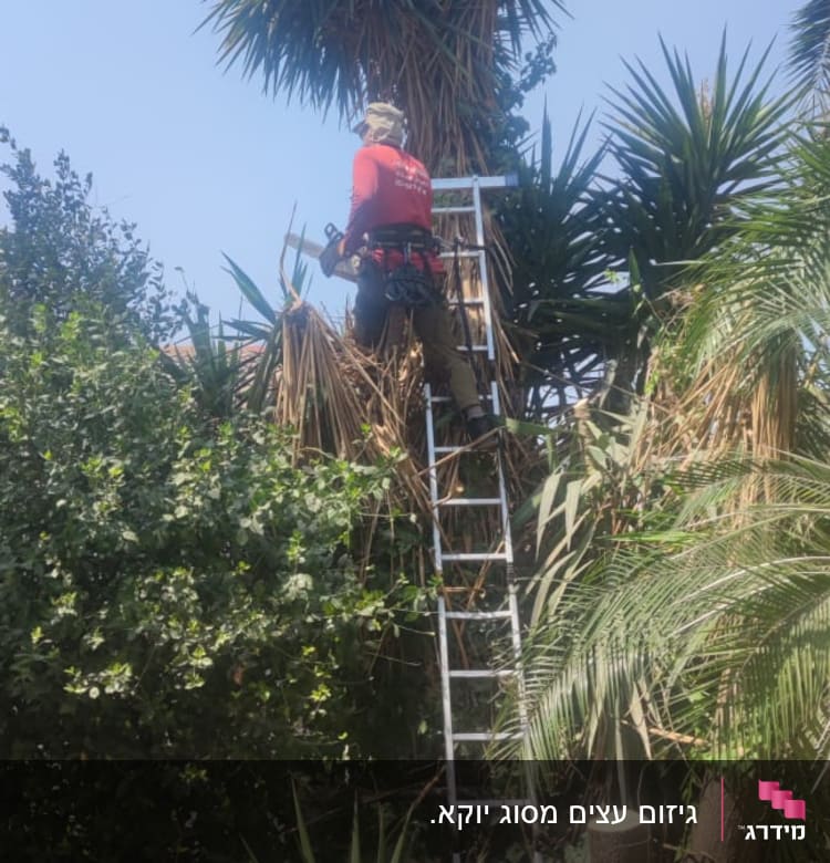 אדם גוזם עץ עם סולם וכלי גיזום